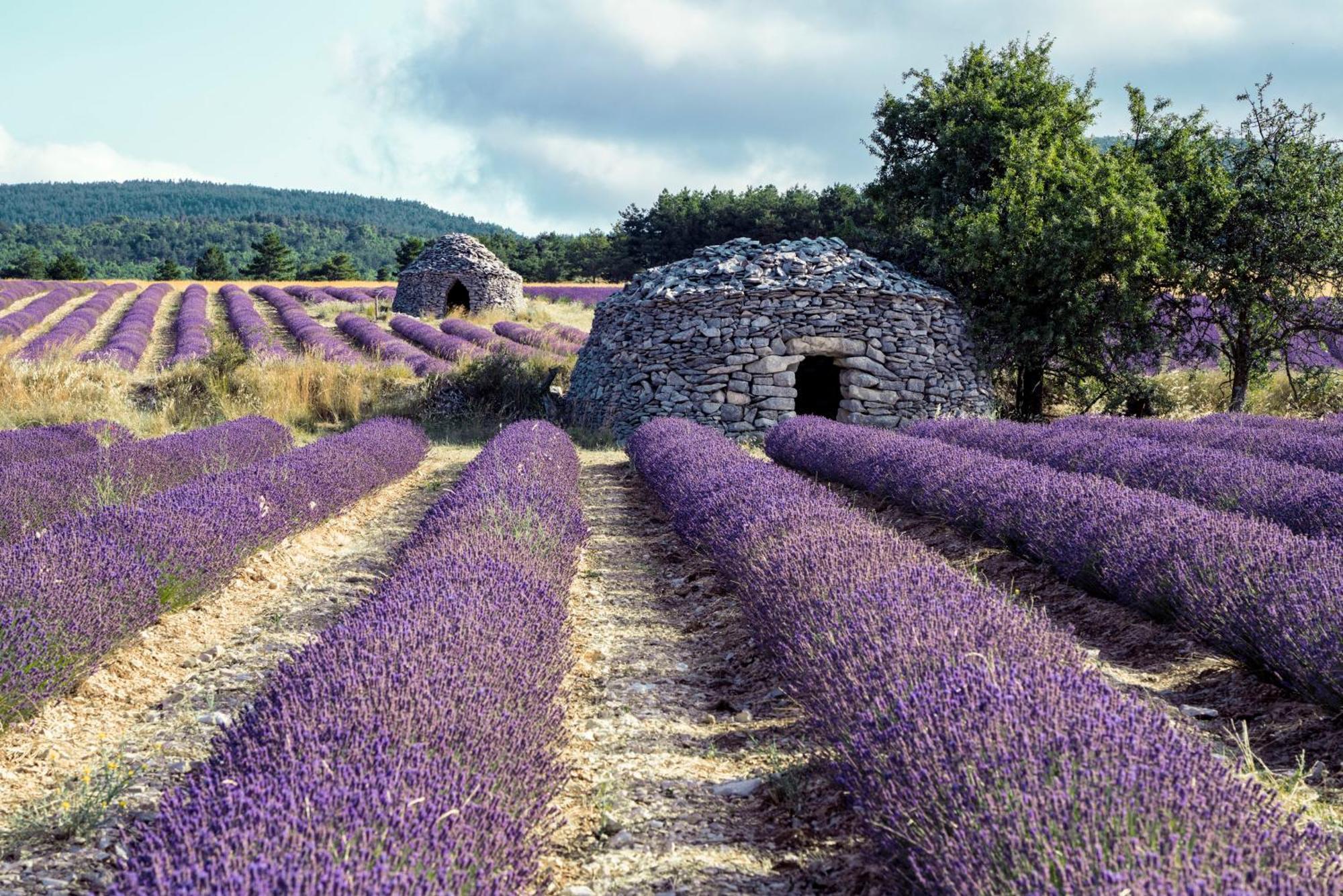 Le Cabanon Des Lavandes Entre Mont Ventoux Et Luberon Sault Eksteriør billede